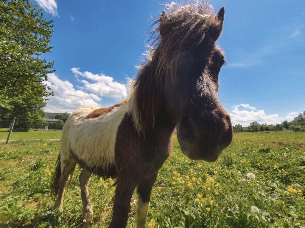 Kucyk z mini zoo w Ośrodku Rudawka Rymanowska