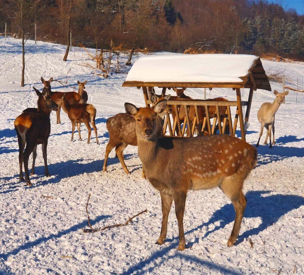mini zoo Rudawka Rymanowska