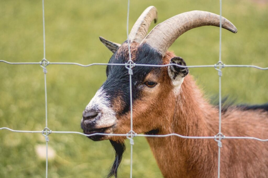 kozy Mini ZOO Rudawka Rymanowska