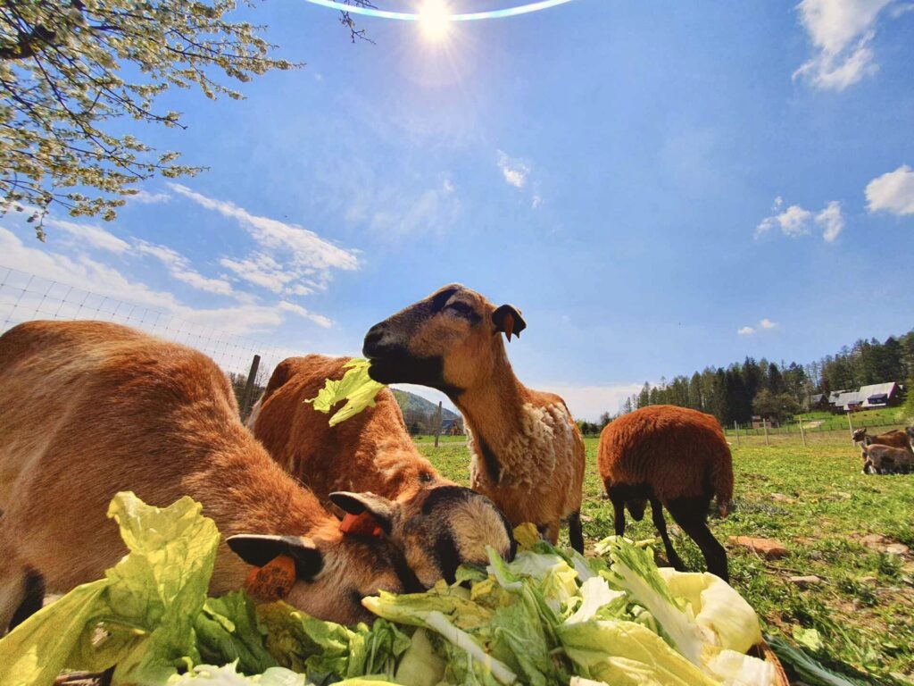 zwierzęta w Mini ZOO Ośrodka Rudawka Rymanowska
