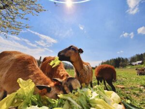 zwierzęta w Mini ZOO Ośrodka Rudawka Rymanowska